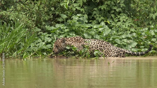 Jaguar (Panthera onca) swimming, hunting along riverbank, in the Pantanal wetlands, Brazil