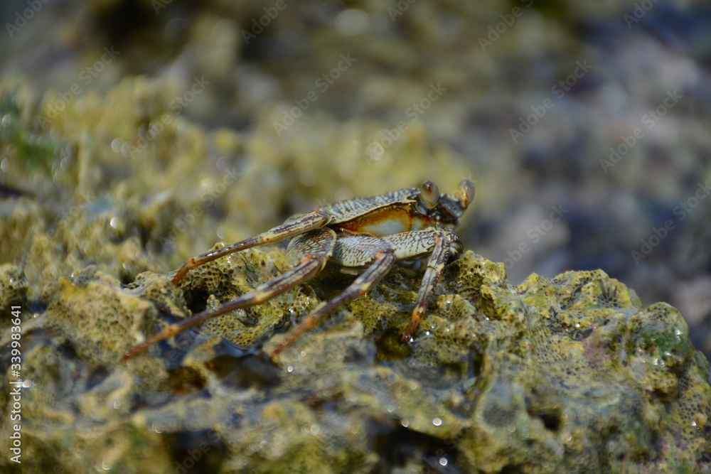 Hikkaduwa, Sri Lanka - March 11, 2019: Crab on the rock in the water