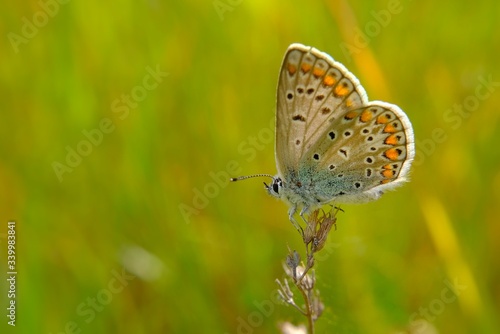 variety of butterfly in spring © emanuele7100