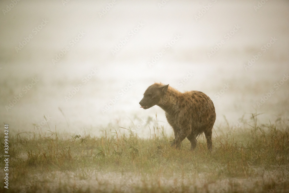 Hyena facing heavy rainfall, Masai Mara Hyena facing heavy rainfall, Masai Mara