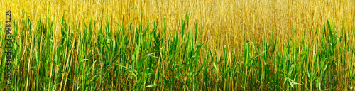 panoramic view of young green reed in the early spring. panoramic view of young reed on dead reed background.