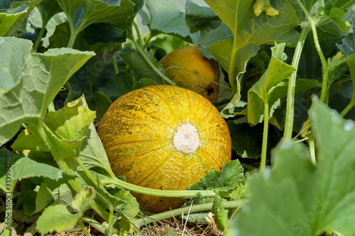 The yellow round ripened melon lies on a bed in a garden among foliage on a sunny day.