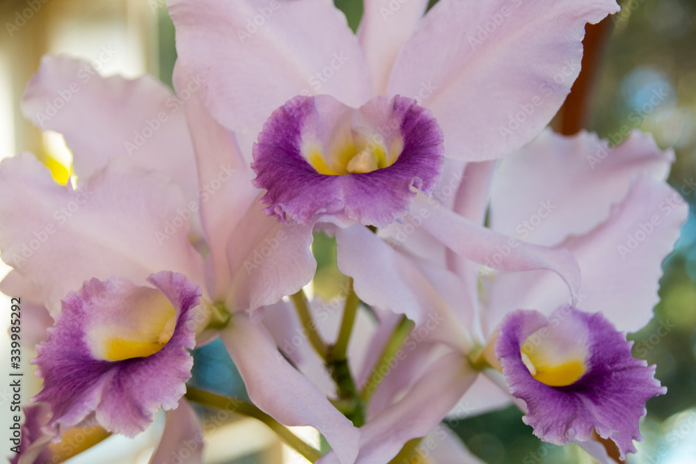 Close up of Striking Cattleya Orchid Flowers Close up of Striking Cattleya Orchid Flowers