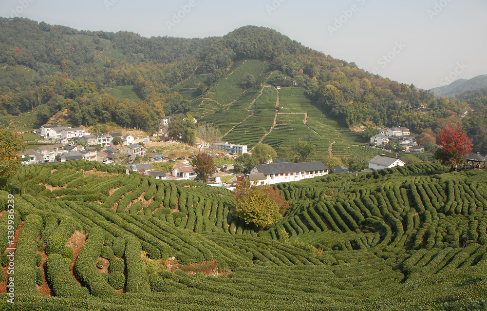 Fototapeta premium Longjing Tea Village near Hangzhou in Zhejiang Province, China. View of the village and fields where the famous Longjing tea is grown. Longjing village is a popular tourist sight near Hangzhou, China.