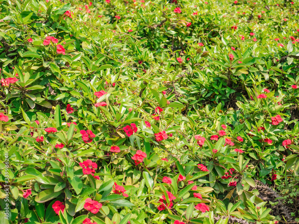 Red Impatiens Flowers Field in the park at China
