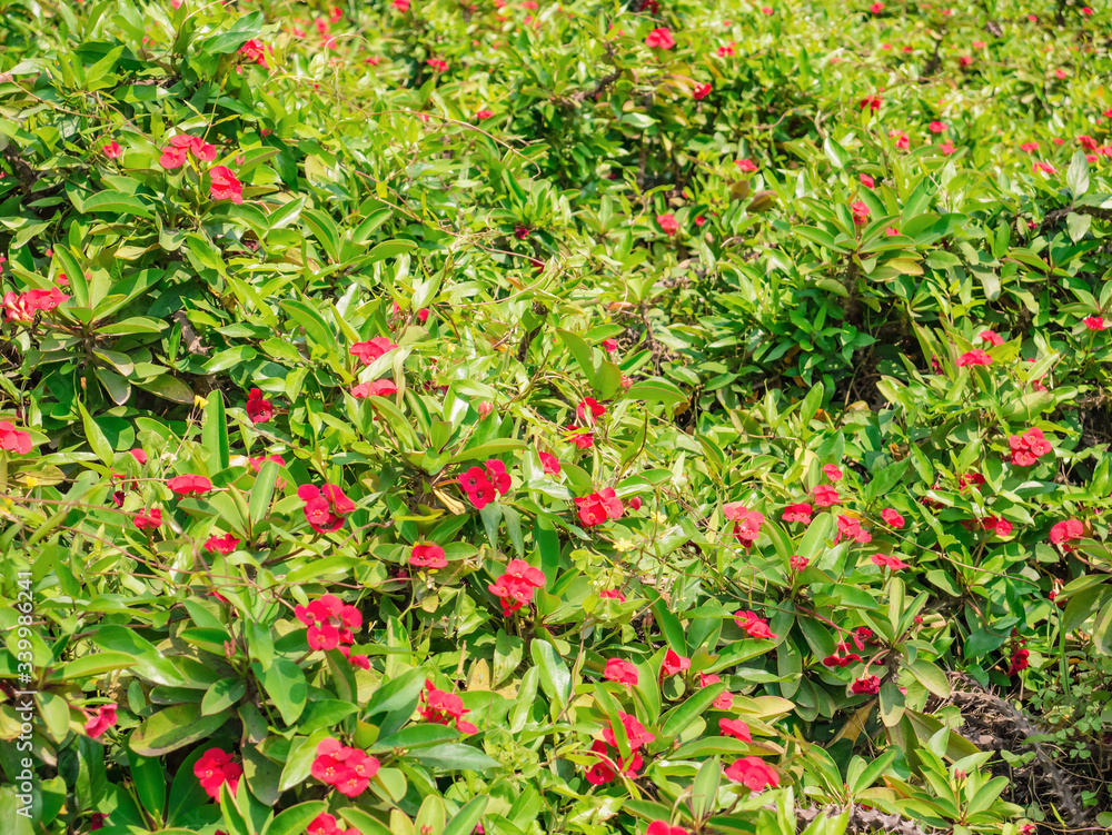 Red Impatiens Flowers Field in the park at China Red Impatiens Flowers Field in the park at China