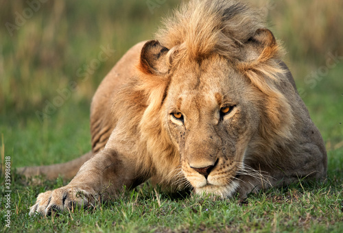 Lion, Masai Mara