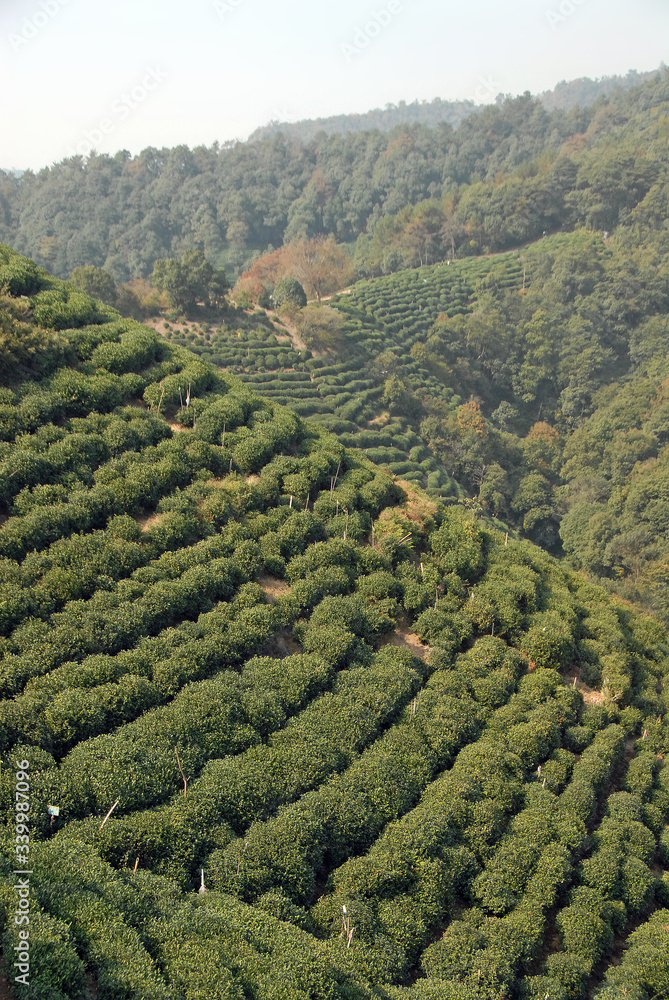 Fototapeta premium Longjing Tea Village near Hangzhou in Zhejiang Province, China. View of the hills and fields where the famous Longjing tea is grown. Longjing village is a popular tourist sight near Hangzhou, China.