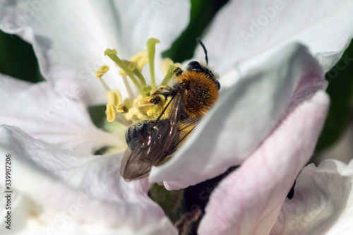 Eine Biene auf einer Pflanze