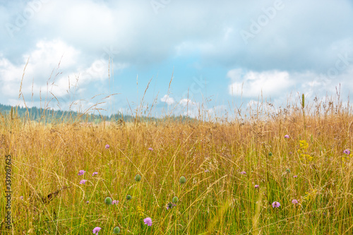 Lush Meadow