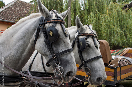 Horse heads