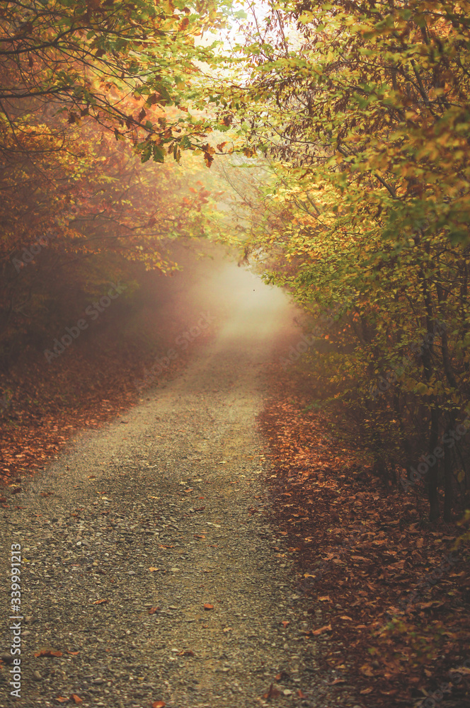 Obraz premium Misty forest