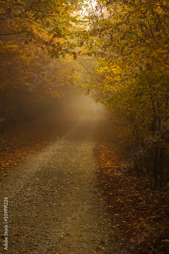 Misty forest