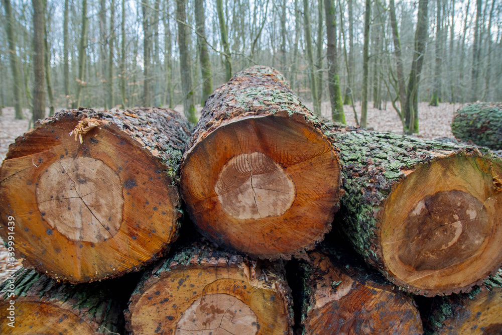 Cut down tree trunks on a pile in a forest, ready for transportation Cut down tree trunks on a pile in a forest, ready for transportation