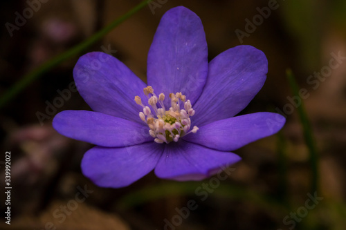 Blüten