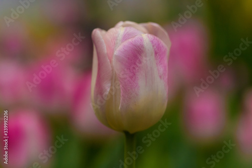 Tulpe