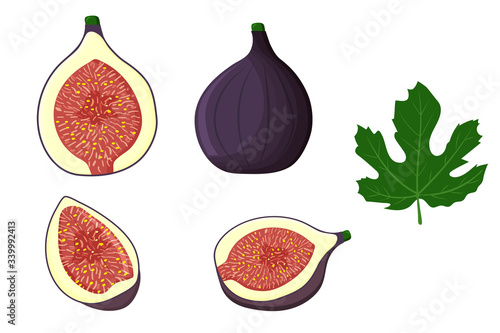 Set of whole fig fruit, half of it, wedges, leaves, isolated on white background. Vector flat illustration.
