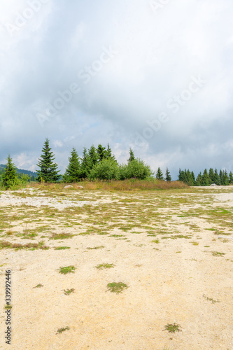 Pine Trees Horizon