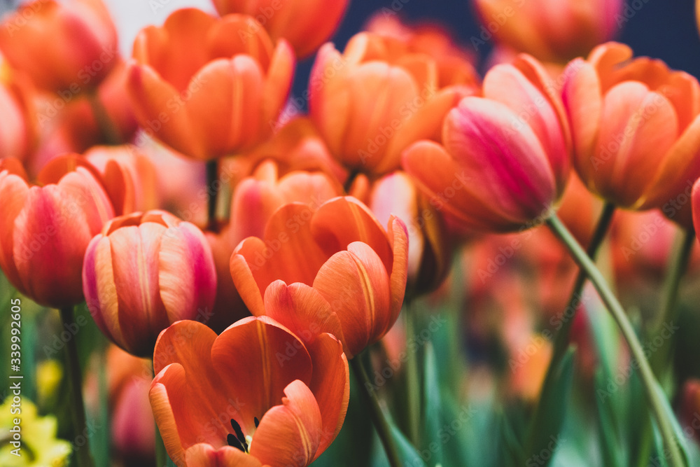 Obraz premium Tulipany