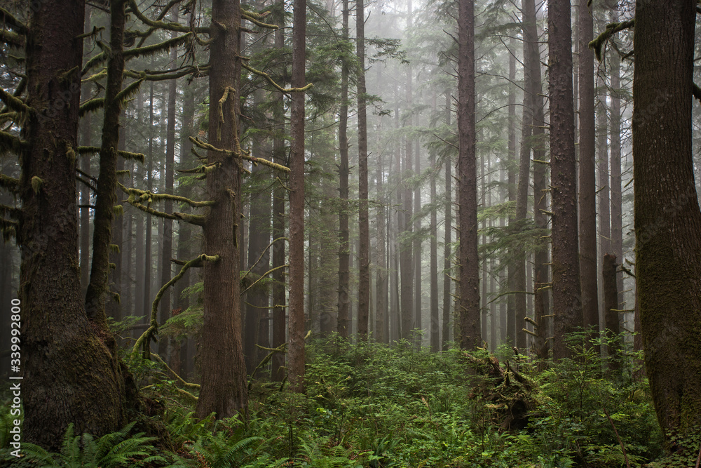 Fototapeta premium Pacific Northwest Photography