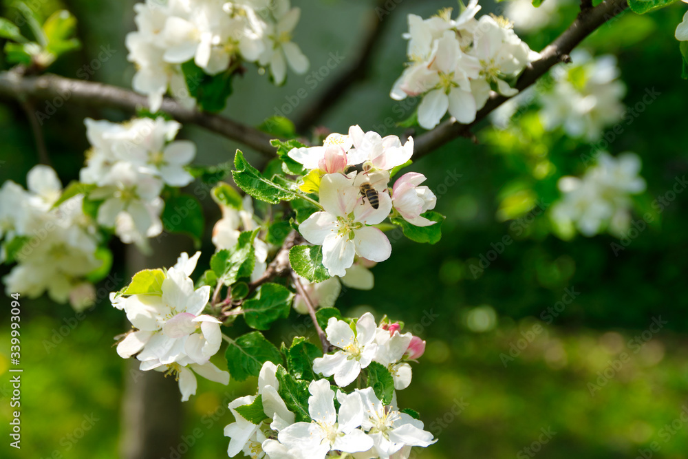 Blüten mit Biene Blüten mit Biene