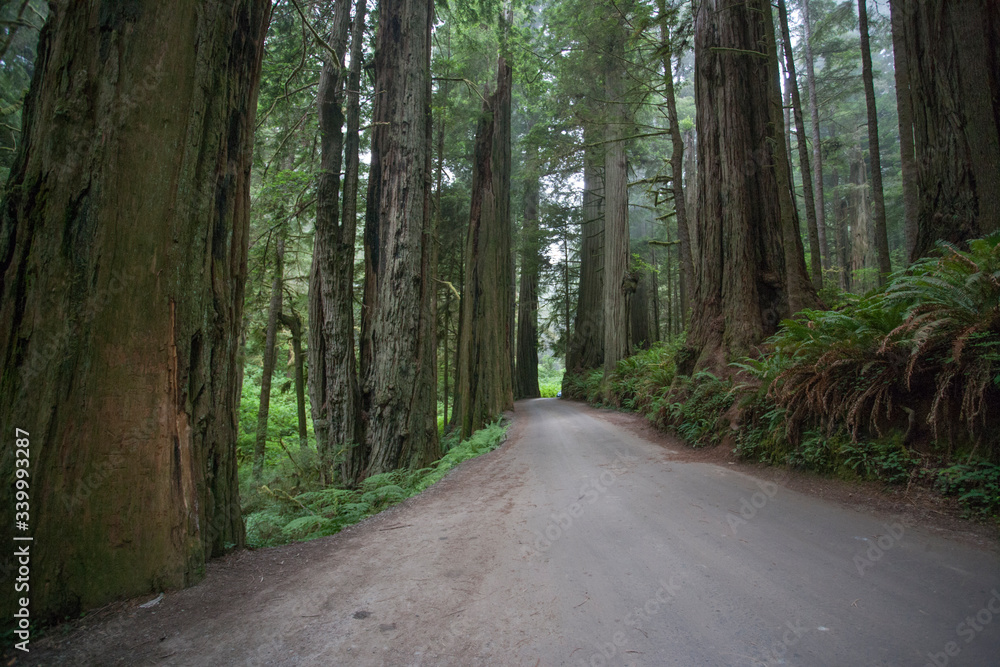 Fototapeta premium Pacific Northwest Photography