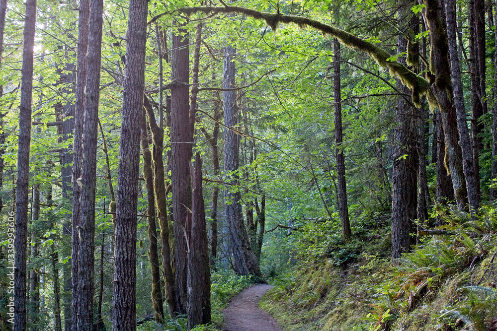 Obraz premium Pacific Northwest Photography