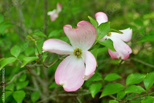 Pink Cornus florida rubra tree also known as pink flowering dogwood tree photo