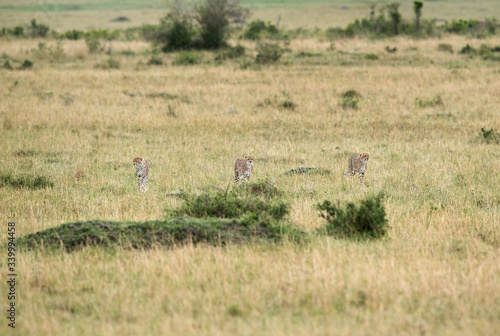 Fototapeta Naklejka Na Ścianę i Meble -  Malaika Cheetah and her cubs in Masai Mara Grassland