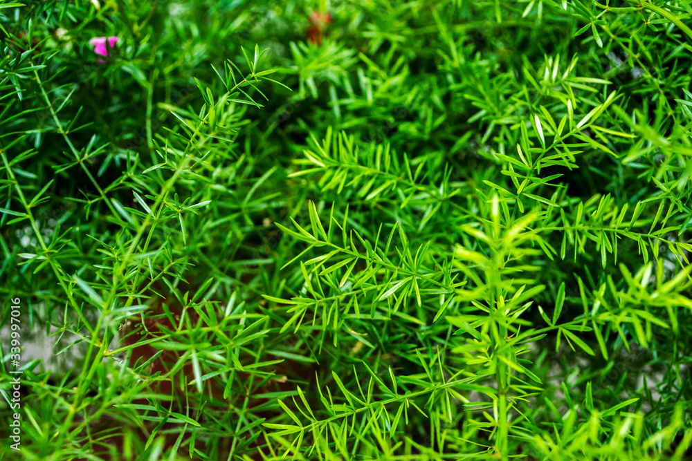 Asparagus plant Asparagus plant