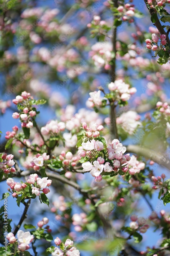 Close up of white pink Apple blossom against blue sky in spring Close up of white pink Apple blossom against blue sky in spring