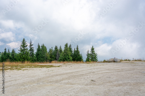 Pine Trees Horizon