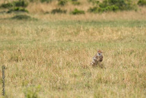 Maialka cheeta running after a wildebeest, Masai Mara