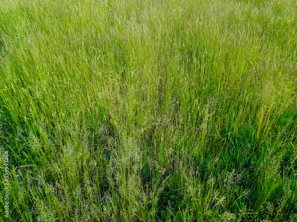 Background with tall green field grass Background with tall green field grass