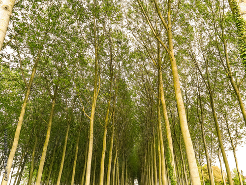 Spring view on a tree cultivation