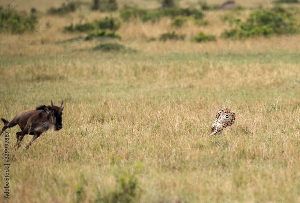 Maialka cheeta catching a wildebeest, Masai Mara Maialka cheeta catching a wildebeest, Masai Mara