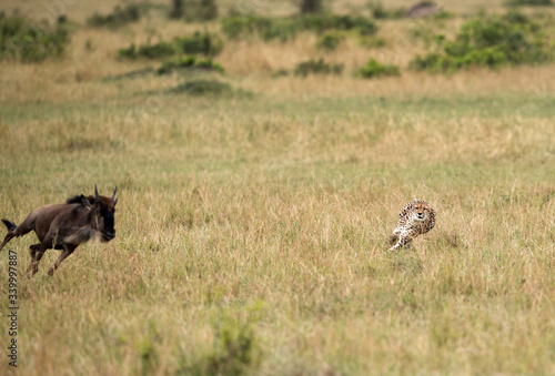 Maialka cheeta catching a wildebeest, Masai Mara
