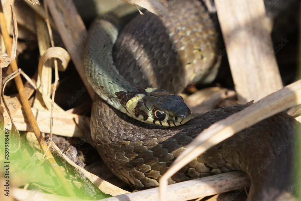 Fototapeta premium ringelnatter