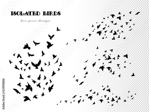Flock of flying birds. Vector set of isolated silhouettes of pigeons on white background. Black outline for design
