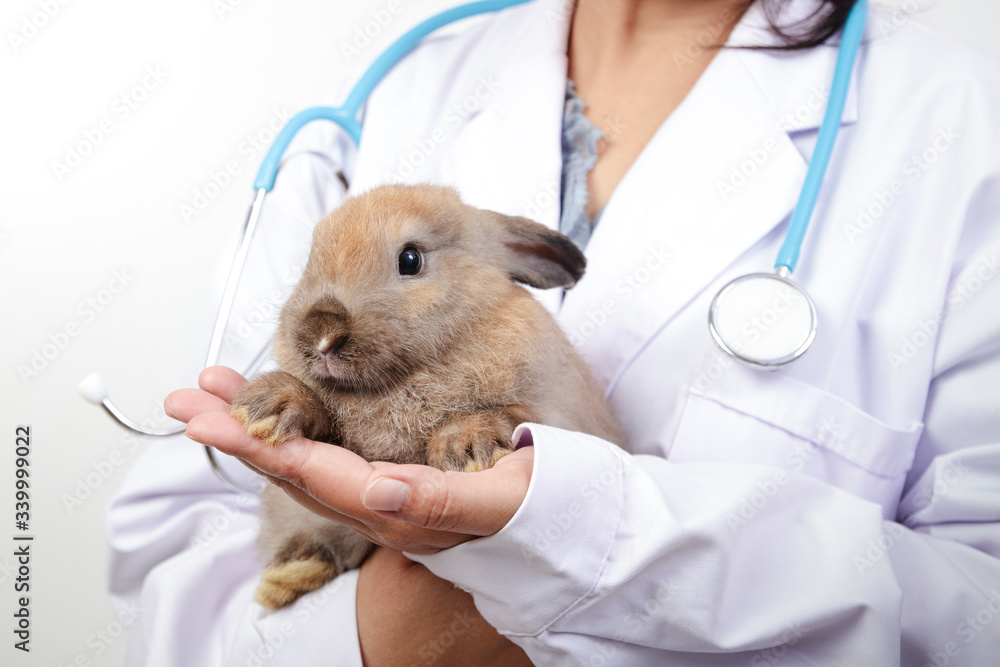 The vet carried the little brown rabbit for a checkup every month. Concept of pets, prevention of germs to humans The vet carried the little brown rabbit for a checkup every month. Concept of pets, prevention of germs to humans