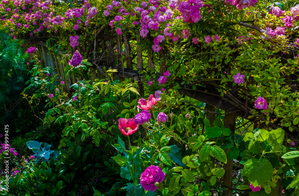 Flowers Growing on Wooden Fence In Garden,Independence,Texas, USA