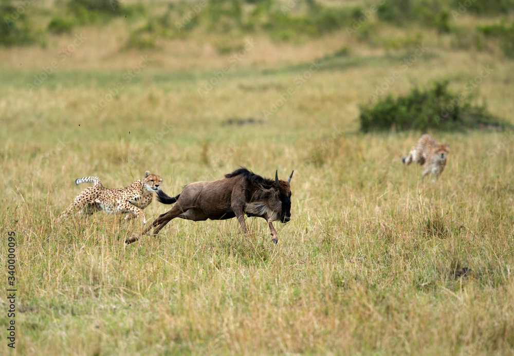 Maialka cheeta and cub trying to catch hold of wildebeest, Masai Mara Maialka cheeta and cub trying to catch hold of wildebeest, Masai Mara