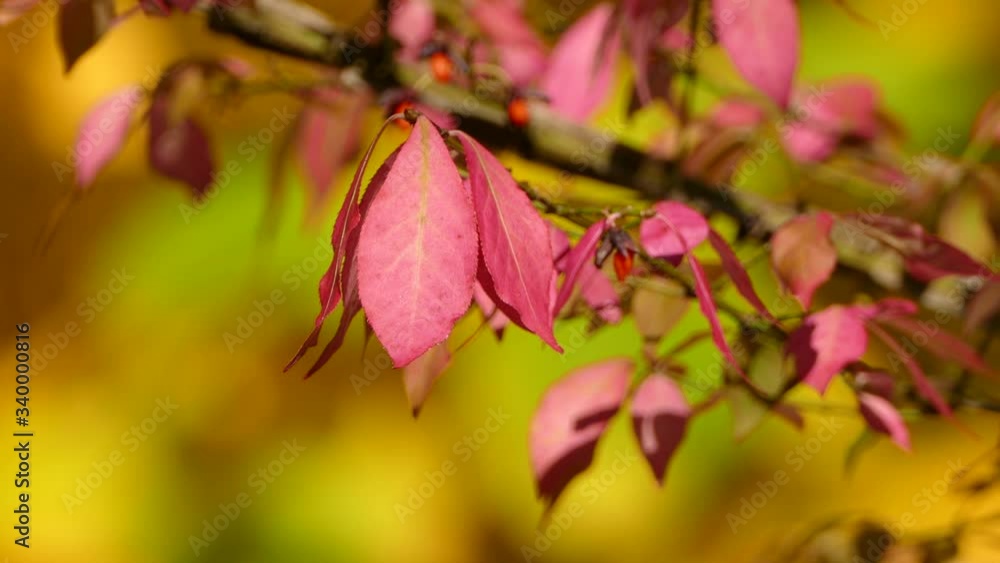 Explosion of colors seen in bright pink leaf on yellow fall leaf background Explosion of colors seen in bright pink leaf on yellow fall leaf background