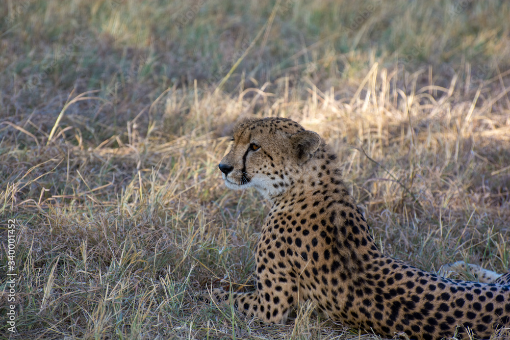 Chhetah (Acinonyx jubatus) on dry grassland in the African bush Chhetah (Acinonyx jubatus) on dry grassland in the African bush