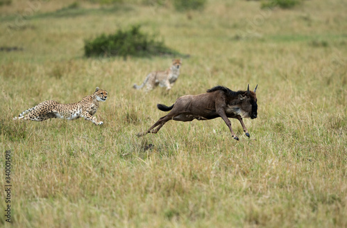 Maialka cheeta and cubs chasing a wildebeest, Masai Mara photo