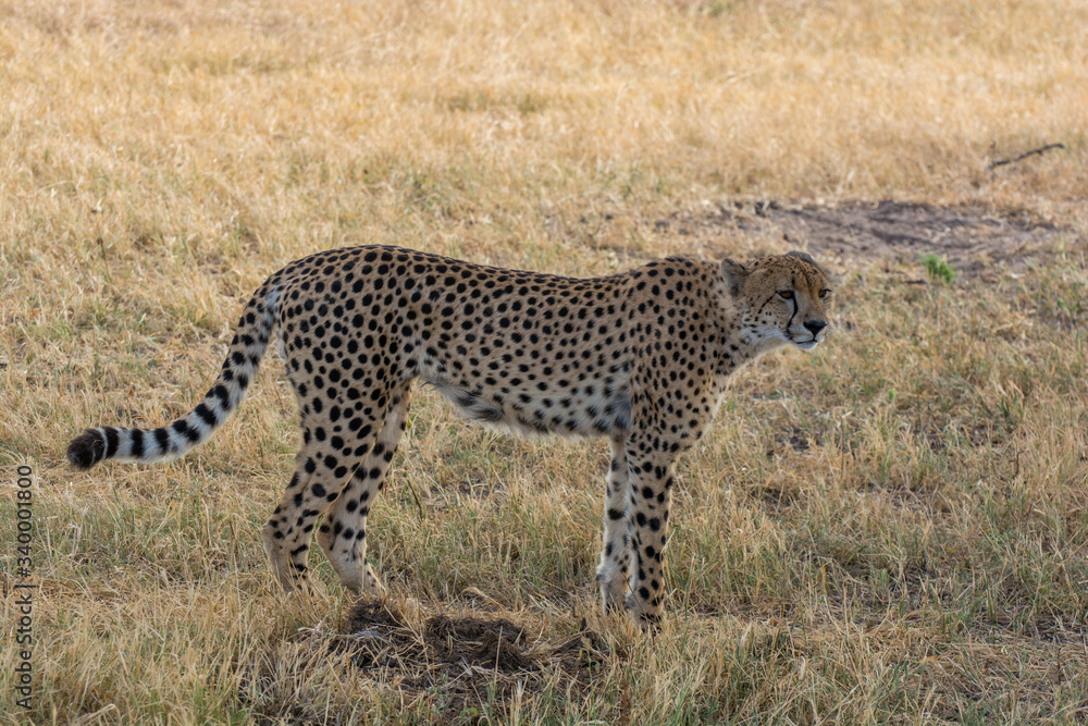 Chhetah (Acinonyx jubatus) on dry grassland in the African bush Chhetah (Acinonyx jubatus) on dry grassland in the African bush