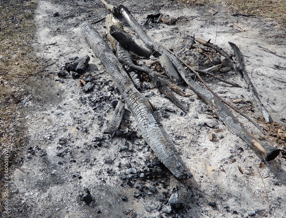 Fototapeta premium burnt trees
