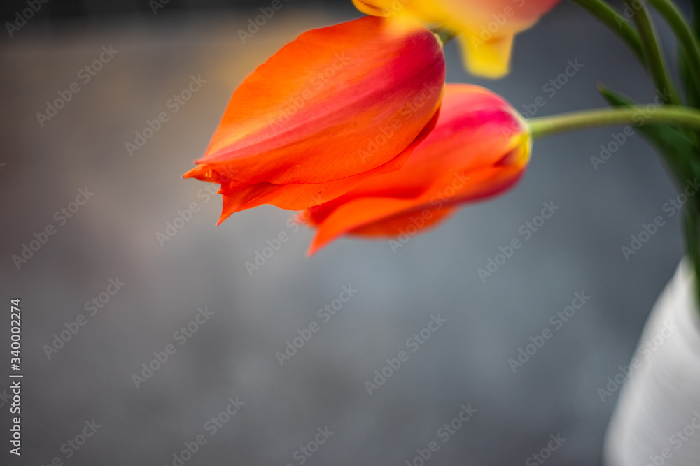 Fototapeta premium Tulip flowers on concrete background with copy space