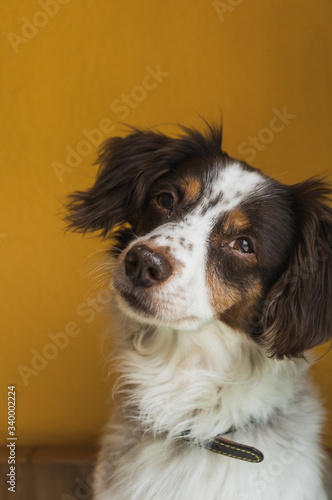 Portrait of nice Breton dog posing with an orange background. Dog attending and listening.