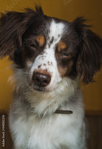 Beautiful Breton dog posing almost asleep. With eyes almost closed. Sleepy and tired dog. © Martley